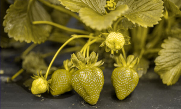 Erdbeeren-Gruenblind